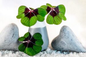 four leaf clover 5862054 640