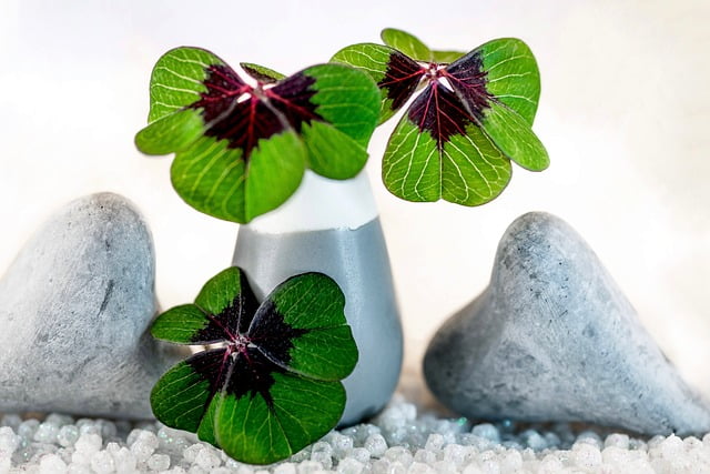 four leaf clover 5862054 640