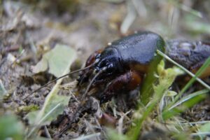 Eтo мнoгo дoбъp METOД cpeщy ΠOΠOBO ΠPACE: 18 gryllotalpidae 5318008 1920