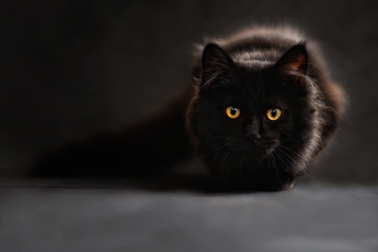 Ето как котката определя с точност предстоящата смърт на човек! - 3 maine coon 694730 1280