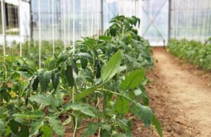 Хапчето, с което разсадът на доматите ще расте като луд 8 tomatoes 8066033 1280