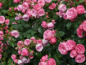 Розите ще цъфтят като луди, ако заровите това до тях 17 rose 8219 1280