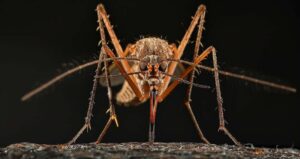 БТВ: Затварят паркове, тръгна опасен вирус, 33% смъртност до 10 дни 2 big mosquitoes 8829316 1280