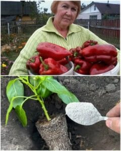 Защо старата дама хвърля прах в дупките на чушките през пролетта 8 483680466 122117926328672974 6548396353755253321 n