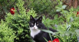 Котки няма да ПРИПАРЯТ в градината ви, ако поставите този ПЛОД 38 1250 666 kotka navyn