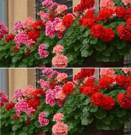 1 капка на литър вода и мушкатото буквално става в цвят! Турбо ускорител на растежа: 4 489927315 683521524366309 8188358450214919015 n